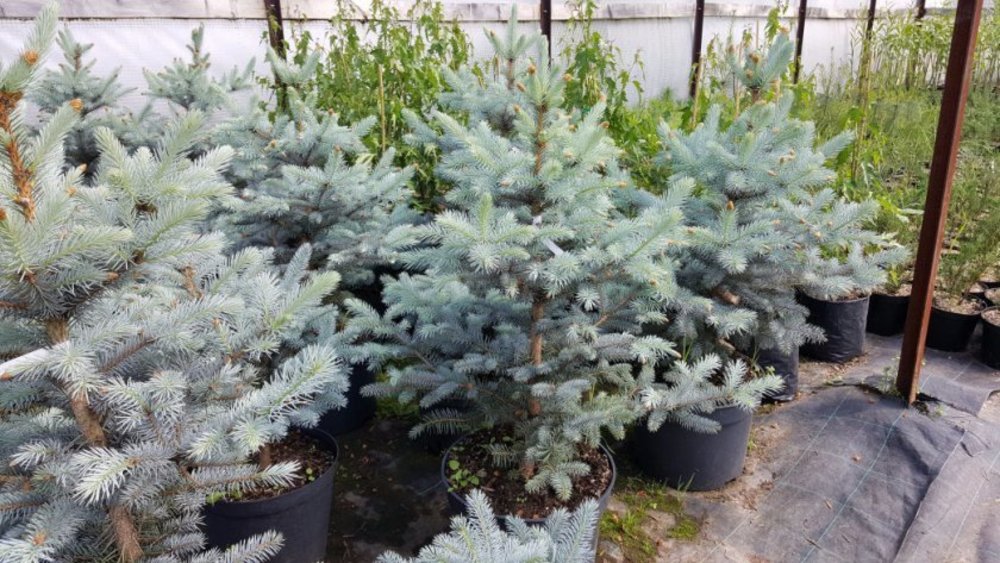 Ель колючая Мисти Блю (Misty Blue)