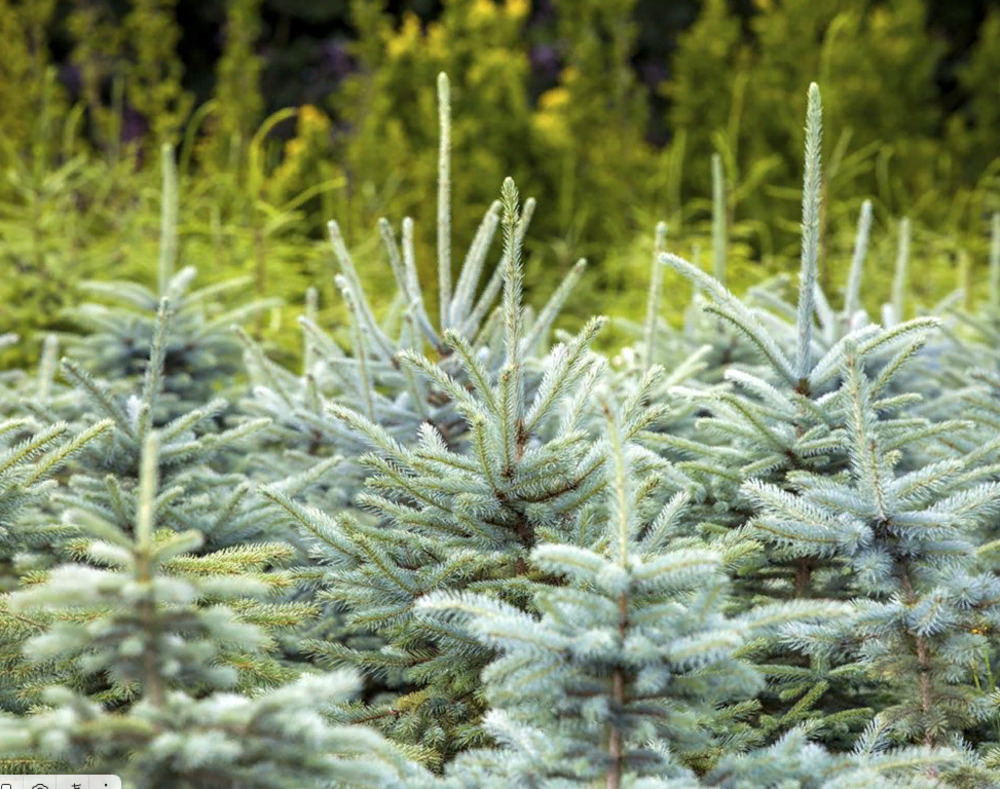 Ель колючая Мисти Блю (Misty Blue)