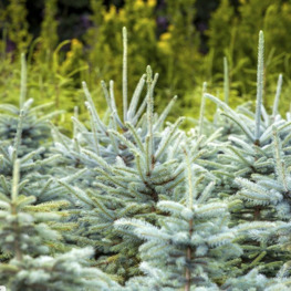 Ель колючая Мисти Блю (Misty Blue)