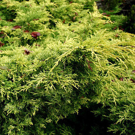 Можжевельник средний Блонд (Blound)
