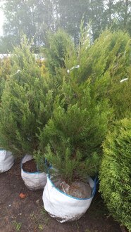 Можжевельник китайский Кетелери (Keteleeri)