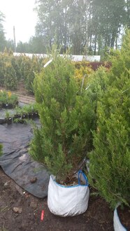 Можжевельник китайский Кетелери (Keteleeri)