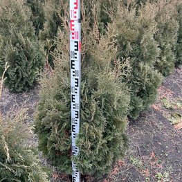 Туя западная "Кубанский изумруд"