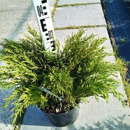 Можжевельник горизонтальный Андорра Компакта (Andorra Compacta)