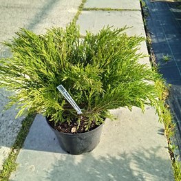 Можжевельник горизонтальный Андорра Компакта (Andorra Compacta)