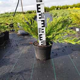 Можжевельник горизонтальный Андорра Компакта (Andorra Compacta)