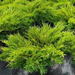 Можжевельник горизонтальный Андорра Компакта (Andorra Compacta)