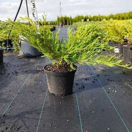 Можжевельник горизонтальный Андорра Компакта (Andorra Compacta)