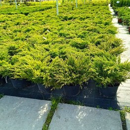 Можжевельник горизонтальный Андорра Компакта (Andorra Compacta)
