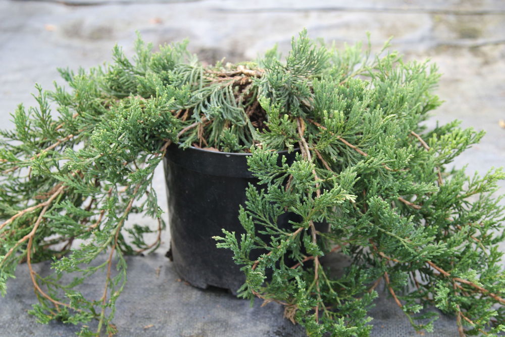 Можжевельник горизонтальный Джейд Ривер (Jade River)