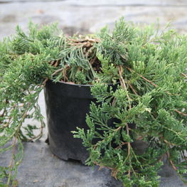 Можжевельник горизонтальный Джейд Ривер (Jade River)