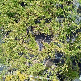 Береза карликовая