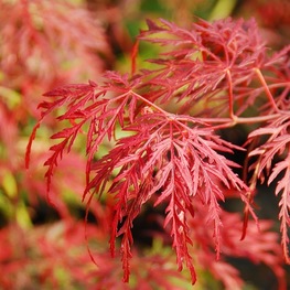 Клен дланевидный Диссектум (Dissectum)