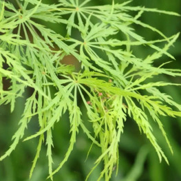 Клен дланевидный Диссектум (Dissectum)