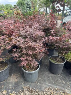 Клен дланевидный Атропурпурея (Atropurpureum)