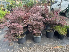 Клен дланевидный Атропурпурея (Atropurpureum)