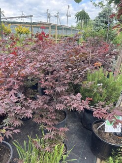 Клен дланевидный Атропурпурея (Atropurpureum)