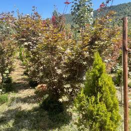 Клен дланевидный Атропурпурея (Atropurpureum)