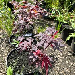 Клен дланевидный Атропурпурея (Atropurpureum)