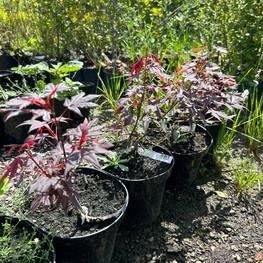 Клен дланевидный Атропурпурея (Atropurpureum)