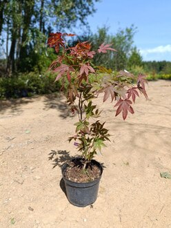 Клен дланевидный Атропурпурея (Atropurpureum)