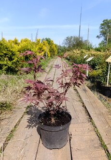 Клен дланевидный Атропурпурея (Atropurpureum)