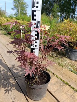 Клен дланевидный Атропурпурея (Atropurpureum)