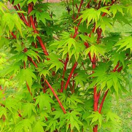 Клен дланевидный Сангокаку (Sangokaku)