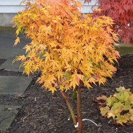 Клен дланевидный Сангокаку (Sangokaku)