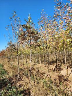 Рябина кашмирская