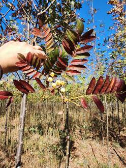 Рябина кашмирская