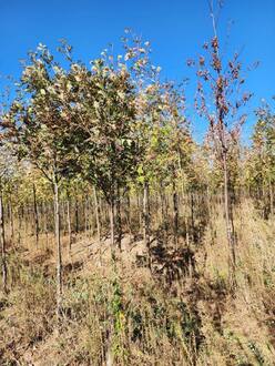 Рябина кашмирская