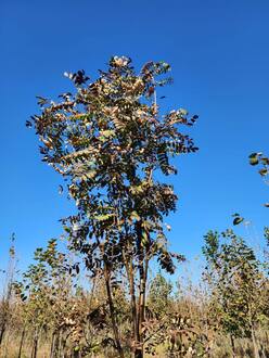 Рябина кашмирская