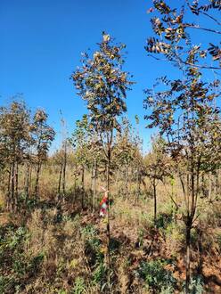 Рябина кашмирская