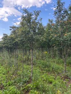 Рябина кашмирская