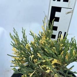 Можжевельник Андорра Вариегата (Andorra Variegata)