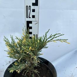 Можжевельник Андорра Вариегата (Andorra Variegata)