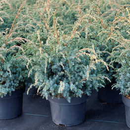 Можжевельник чешуйчатый Блю Альпс (Blue Alps)