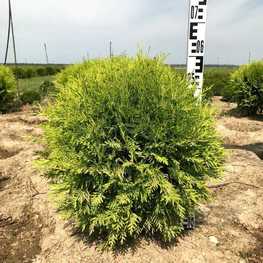 Туя западная Даника Ауреа (Danika Aurea)