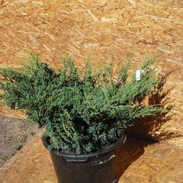 Можжевельник горизонтальный Туркуоза Спредер (Turquosie Spreader)