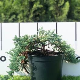 Можжевельник горизонтальный Блю Чип (Blue Chip)