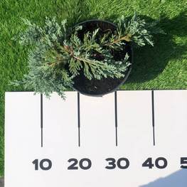 Можжевельник горизонтальный Блю Чип (Blue Chip)