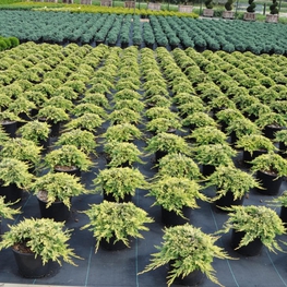 Можжевельник горизонтальный Голден Карпет (Golden Carpet)