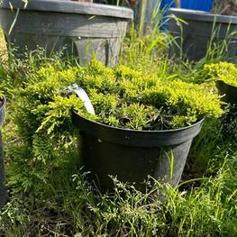 Можжевельник горизонтальный Голден Карпет (Golden Carpet)