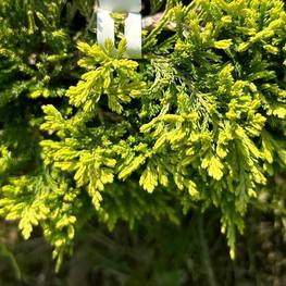 Можжевельник горизонтальный Голден Карпет (Golden Carpet)