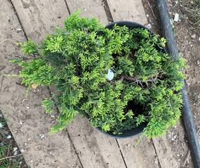 Можжевельник горизонтальный Голден Карпет (Golden Carpet)