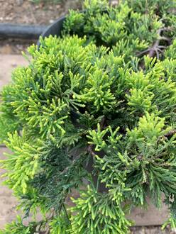 Можжевельник горизонтальный Голден Карпет (Golden Carpet)