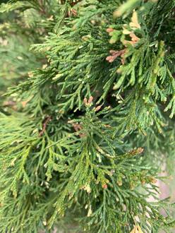 Туя западная Смарагд Вариегата (Smaragd Variegata)