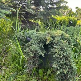 Можжевельник горизонтальный Айс Блю (Ice Blue)