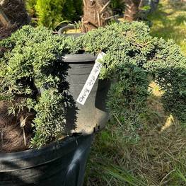 Можжевельник горизонтальный Айс Блю (Ice Blue)